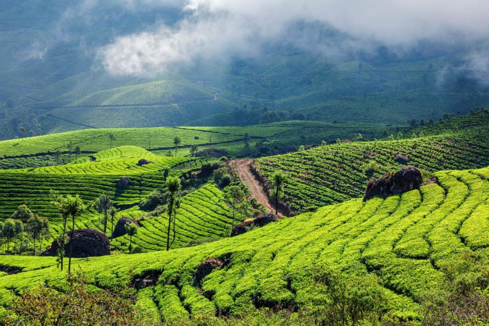 Munnar Tour Package for Families: Top Attractions, Activities & Travel Tips (2026)