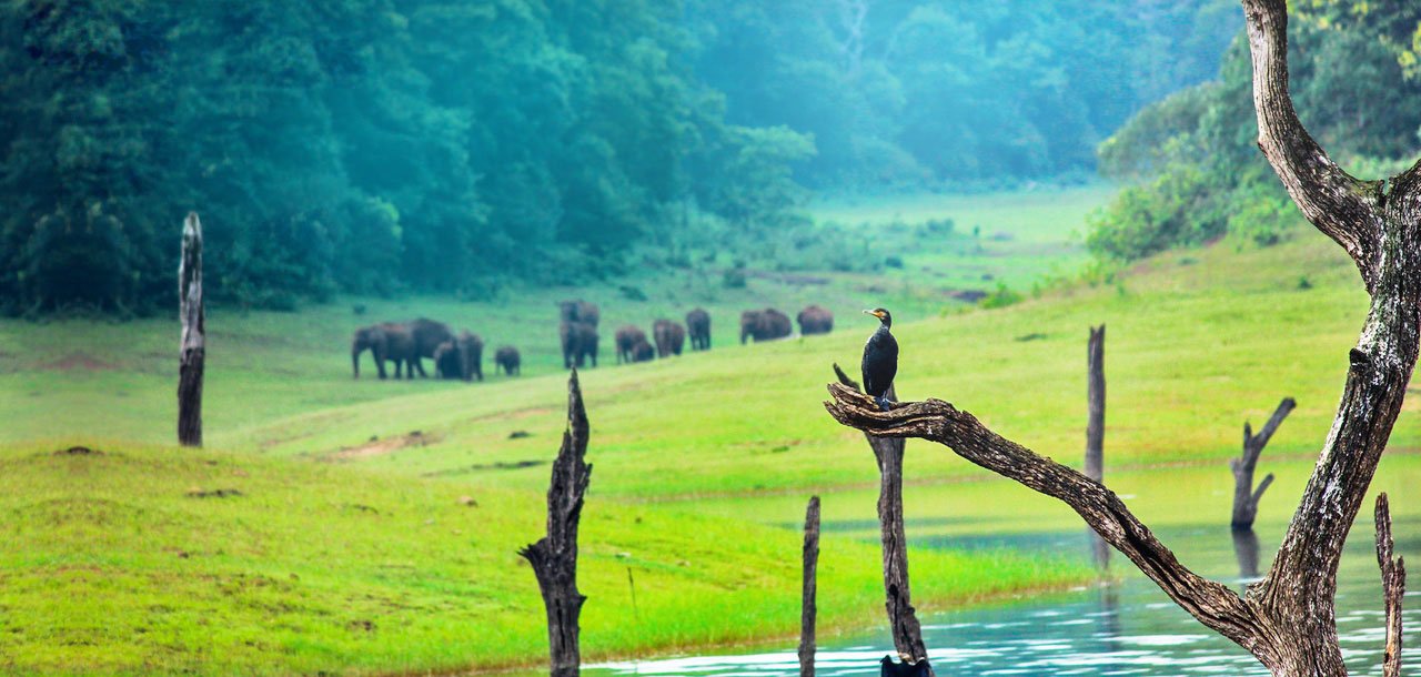 2 NIGHTS 3 DAYS MUNNAR AND THEKKADY TOUR