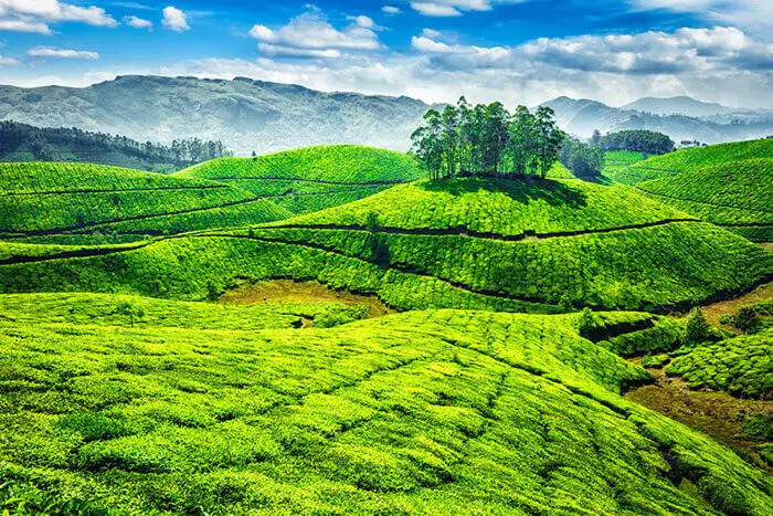 2 NIGHTS 3 DAYS MUNNAR