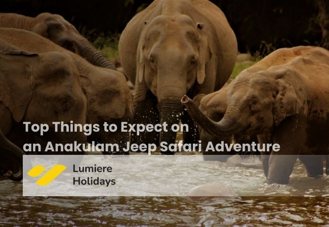 Cover image for Places to Visit in Anakulam | Best Anakulam Tourism