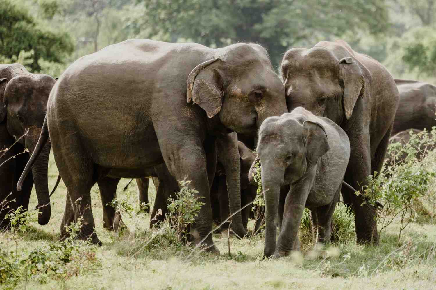 Cover image for Best Thekkady Sightseeing Places | Lumiere Holidays