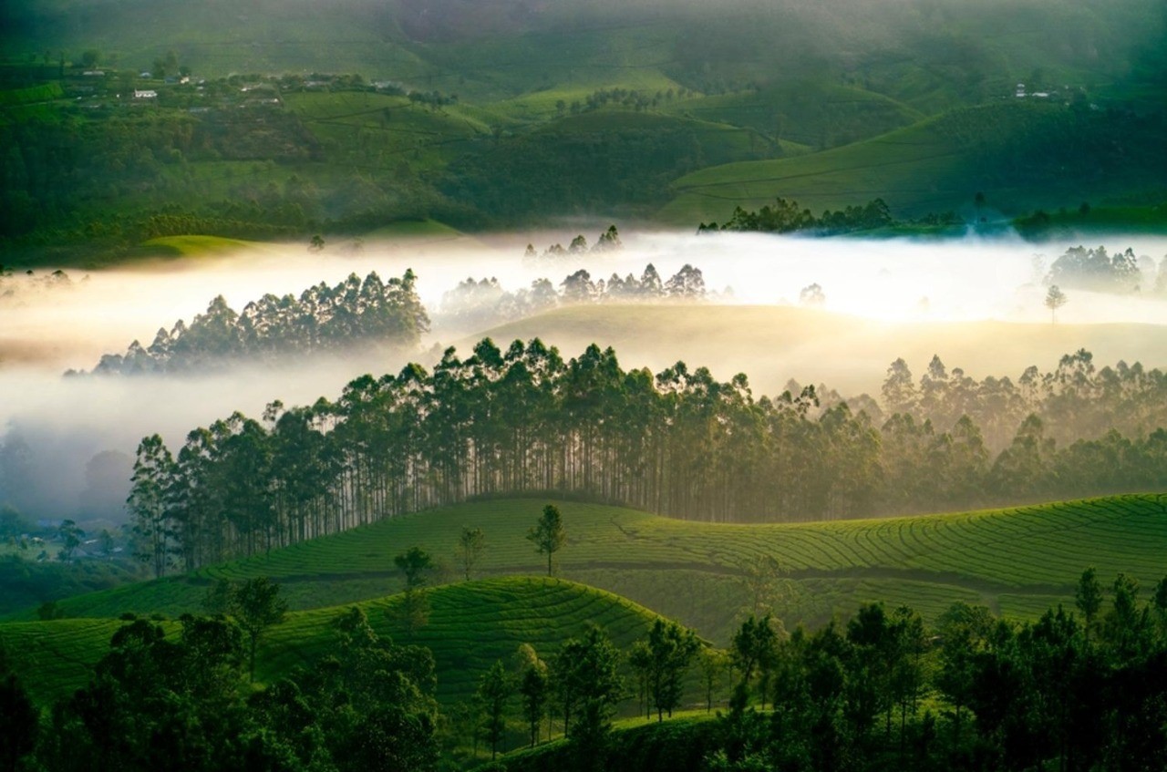 Cover image for Munnar Honeymoon Guide: Best Resorts & Activities